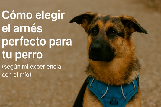 Cómo elegir el arnés perfecto para tu perro (según mi experiencia)