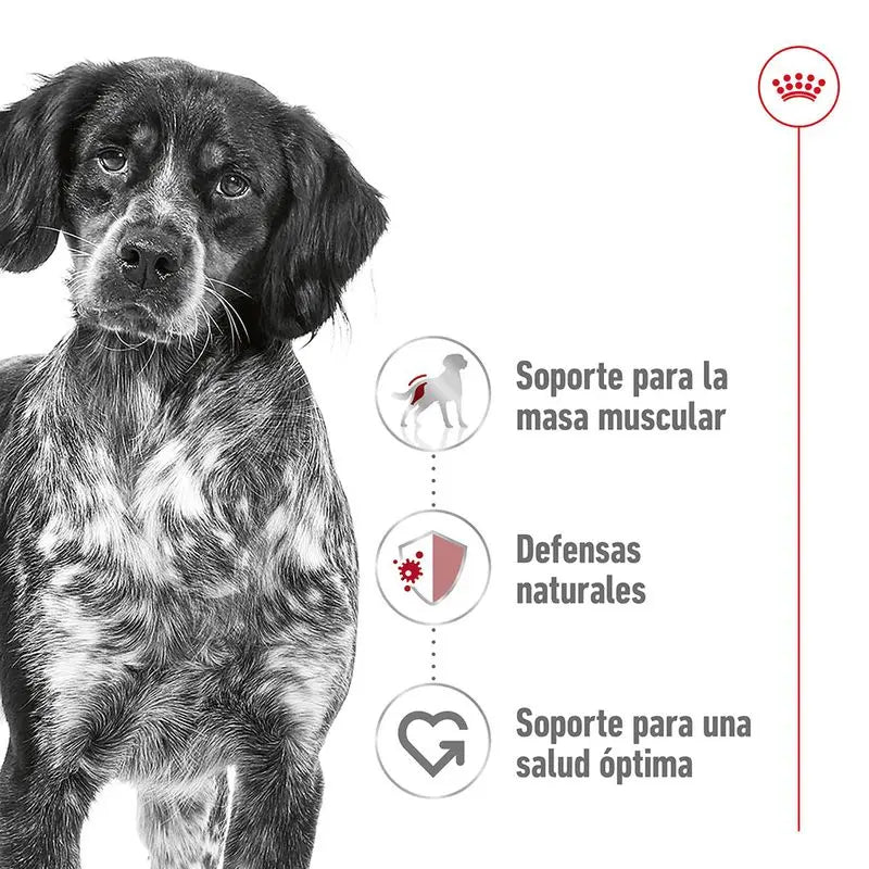 🐶 Royal Canin Medium Adult 4 kg Mascotary – Pienso para perros medianos