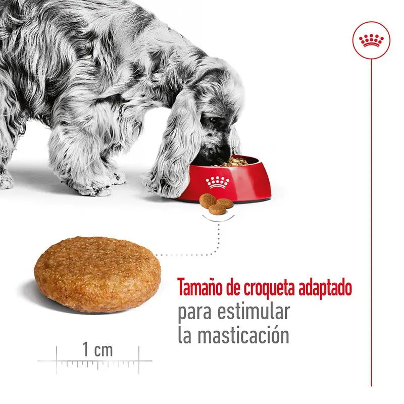 🐶 Royal Canin Medium Adult 4 kg Mascotary – Pienso para perros medianos
