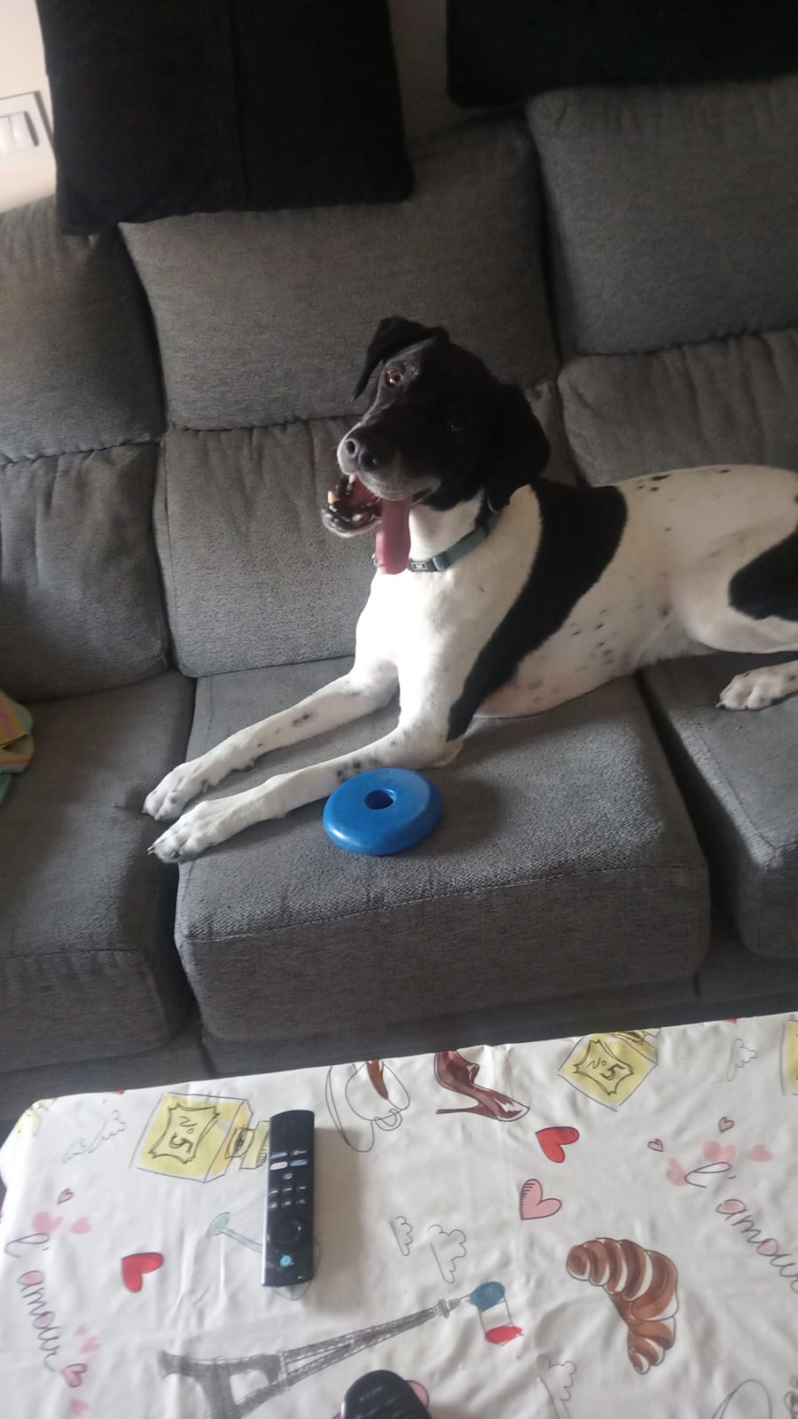 🦴Juguetes para Perros